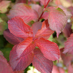 Weigela, Midnight Sun