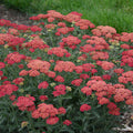 Yarrow, Firefly Red Pop