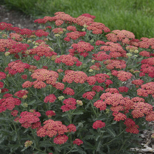 Yarrow, Firefly Red Pop